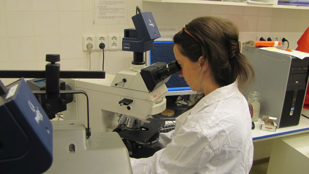 Faculty of Science, wide-field and fluorescence microscopy of yeast colonies
